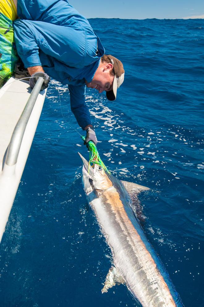 Small black marlin can be found in large numbers at times off the north-west coast of WA, even during the middle of winter © Ben Knaggs